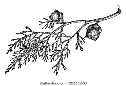 This picture showing branch of Shasta Cypress, the leaves are very scale and small, this is evergreen short tree, vintage line drawing or engraving illustration. svg