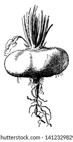 This picture is showing a brassica rapa. This is type of roots, it grows a underground. This is round shaped the leaves grows an upside of ground. The leaves are thin, vintage line drawing