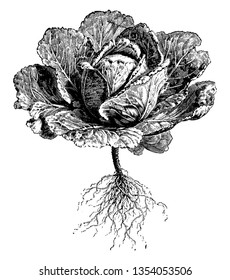 This picture showing a cabbage. It's a type of vegetable. It has lots of leaves and they are wrapped round each other, vintage line drawing or engraving illustration.