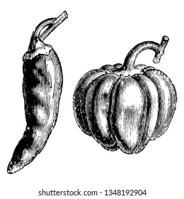 This picture showing capsicum. It types of vegetables. Two types of capsicums one is long and second is round capsicums. It is types of chilli. There are many colours of these Capsicums, vintage 