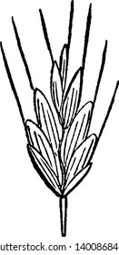 this picture showing chess grass ,this grass grow upside and it growing from two to three feet up side ,There are four or five leaves in the grass upper side is hairy ,stems is thing and short