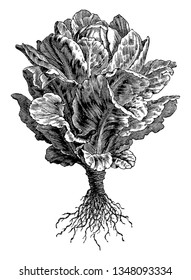 This picture showing a Cos lettuce. The leaves are long and straight. The leaves are attached to trunk. Root is thin and long this type of vegetable, vintage line drawing or engraving illustration.