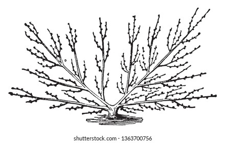 This picture is showing different branches Montreuil Fan plant, vintage line drawing or engraving illustration.
