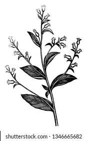 In this picture showing few small flowers are growing with big leaves, vintage line drawing or engraving illustration.
