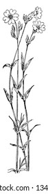 This picture is showing Field Chickweed flower belongs to Pink family other names are Cerastium arvense or field mouse-earmotly found in Europe and North America, and South America, vintage