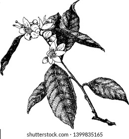 This picture is showing Florida state flower  the orange blossom  vintage line drawing engraving illustration 