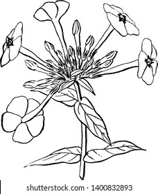This picture is showing a flower of annual phlox their other names are Phlox drummondii and Drummond's phlox member of Polemoniaceae family mostly found in Texas, vintage line drawing or engraving