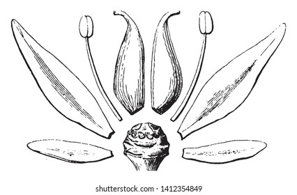 This picture is showing a flower parts. The each part of flower shows separately. This picture shows a petal, stems, anther, stigma it is all part of flower, vintage line drawing or engraving