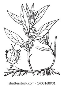 This picture is showing flower with stem flowers, leaves & spine with its axils, vintage line drawing or engraving illustration.