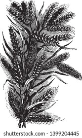 This picture is showing full grow of crop of grain, vintage line drawing or engraving illustration.