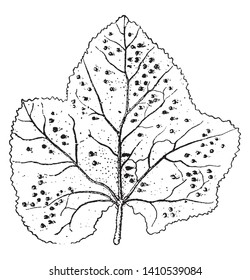 Esta imagen muestra la hoja de hollyhock con hoja ancha de óxido, dibujo de línea vintage o ilustración de grabado.
