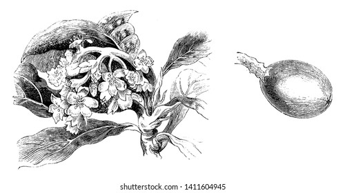 This picture is showing Inflorescence and Single Fruit of Photinia Japonica known as Japan Medlar, Japan Quince, and Loquat these trees are ten and twenty feet tall, vintage line drawing or engraving