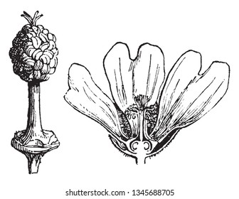 This picture showing an inner part of flower. It is half part of flower. The flower started to grow, vintage line drawing or engraving illustration.