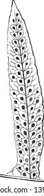 In diesem Bild zeigen Blatt von Polypodium Brasiliense. Lassen Sie die Ovate etwas schmal oben. Die Blätter in Brasilien gefunden, Vintage Linie Zeichnung oder Gravitation Illustration.