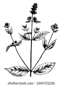 Esta imagen muestra las hojas de la planta de menta. Hojas de esta planta para uso médico, en el siglo anterior las hojas de esta planta se usan como medicina, vintage