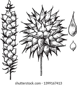 Esta imagen muestra un montón de fruta en una rama, y la fruta de la planta de Carex se parece a un dibujo de línea vintage con forma de huevo o una ilustración de grabado.