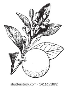 This picture is showing a medium sized tree with a rounded top. Common or sweet orange is the common name of citrus Sinensis. The flowers are white. The fruit is oval with sweet mixing, vintage