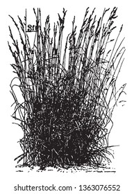 This picture showing orchard grass, it size very widely and long, vintage line drawing or engraving illustration.