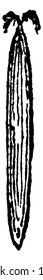 This picture showing part of rice grass, this part is cone shaped, outer side is linear, vintage line drawing or engraving illustration.