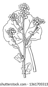 This picture showing part of Scurvey grass, the flowers growing like a bunch, leaves attach on branch, vintage line drawing or engraving illustration.
