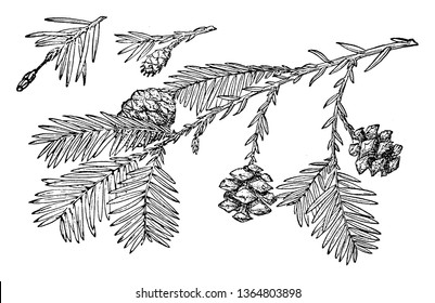 This picture is showing Pine Cone of Redwood tree's branch with leaves & flower this is also known as Sequoia Sempervirens, vintage line drawing or engraving illustration.