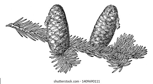 This picture is showing Pine Cone of Rocky Mountain Fir known as Abies Lasiocarpa found in western North American fir, vintage line drawing or engraving illustration.