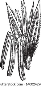 Dieses Bild zeigt einen Prozess des Anbaus ist Sorten von Gemüse, Vintage-Linie Zeichnung oder Gravitation Illustration.