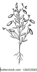 This picture is showing a rattlebox.  The pods are small and thick. The seeds are within the pods. The roots are very thin and short, vintage line drawing or engraving illustration.