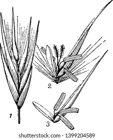 This picture is showing a reed. Inner part of this flower there are grows a anther and stigma, vintage line drawing or engraving illustration.