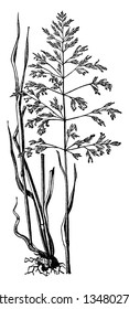 This picture showing of Rough stalked meadow grass they growing in hard soil the stem are very long and seed attached on branch head, vintage line drawing or engraving illustration.