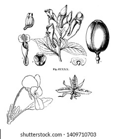 In this picture showing seeds, fruit, flower and plant, vintage line drawing or engraving illustration.