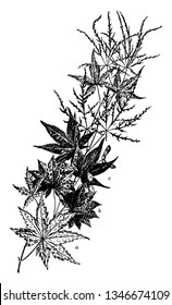 This picture is showing several varieties Japanese maple  Japanese maple trees add grace   beauty through the seasons  vintage line drawing engraving illustration 
