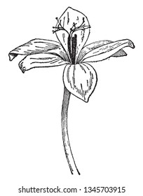 In diesem Bild sehen Sie die einzelne Blüte, die Vintage-Linie Zeichnung oder Gravitation Illustration.