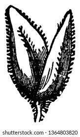 This picture showing soft grass, its shape is like a bud, leaves little bit small and outside of leaves hairy, vintage line drawing or engraving illustration.