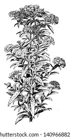 Esta imagen muestra una espirara albiflora. Esta planta se utiliza con fines medicinales. Las flores son dibujos de líneas densos y pequeños, vintage o ilustraciones de grabado.