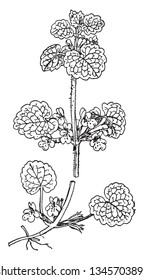 Esta imagen muestra un tallo de hiedra subterránea con hojas y flores comúnmente conocidas como hiedra-suelo, enredadera sobre-el-suelo, espeluznante Charlie, alehoof, tunhoof, vintageengrava ilustración.