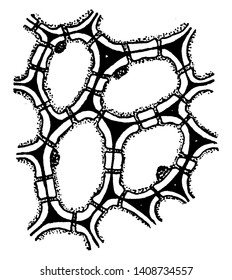 This picture showing stone cells. It is start to growing. It is second step, vintage line drawing or engraving illustration.