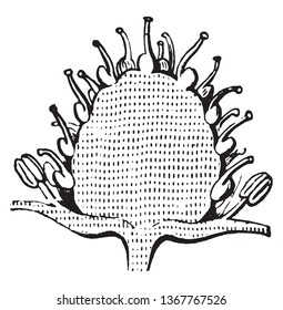 This picture is showing strawberry. It is a type of fruit. It is small fruit and sweet, juicy. The seed grow on the external part of fruit. Seed are small and rounded, vintage line drawing