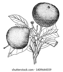 This picture is showing two forms of the fruit, the bergamot and orange, vintage line drawing or engraving illustration.