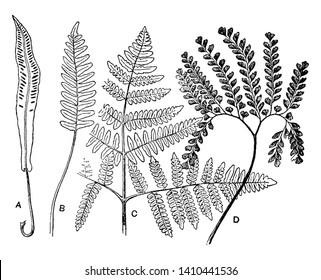 In this a picture showing various Fern leaves. The leaves are broadly ovate, vintage line drawing or engraving illustration.