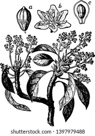 This picture is showing various parts of Avocado tree. It shows the branches, fruits, flowers, axillary buds and leaves, vintage line drawing or engraving illustration.