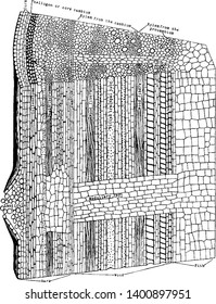 This picture is shown on a different side, they showing upper side of tissues, Tissues have different shape and size, there are many function inside and spongy, vintage line drawing or engraving