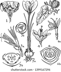 In this picture shown various part of flower. Dioscoreaceae, Iridaceae, Musaceae, and Zingiberaceae are in picture, vintage line drawing or engraving illustration.