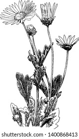 This Picture shows Arctotis Grandis plant. The flowers are white or white and pale violet and It looks like a sunflower. Leaves are flat, long and multilobed, vintage line drawing or engraving