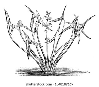 This picture shows Arrowhead Plant. It is a flowering plant. The leaves are arrow-shaped and the flowers generally have three white petals with numerous purple stamens, vintage