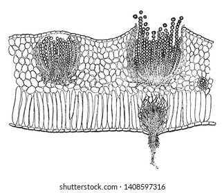 This picture shows cluster cups in a section of a spring beauty leaf. On the right, one of the cups is broken, exposing the aeciospores, vintage line drawing or engraving illustration.