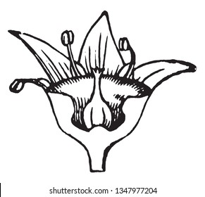 Dieses Bild zeigt den Entstehungsprozess von Pollenkörnern in der Blume. Aus diesem Eierstock entsteht Calyx, der den Eierstock und den Pistil enthält. An den Pollen gekeimte Getreidekörner, Vintage 