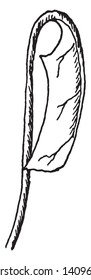 This picture shows an inflexed leaf. Have the blade bent inwards on the petiole (inflexed), vintage line drawing or engraving illustration.
