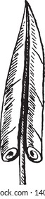 This picture shows an involute leaf. The edges of the leaves are rolled inwards on top of the leaf blade, vintage line drawing or engraving illustration.