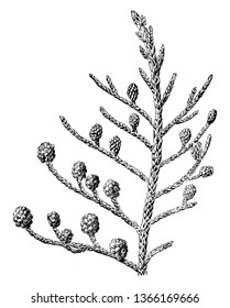 This picture shows its leaves are scale-like, arranged in opposites. It is also known as strawberry-fruited, vintage line drawing or engraving illustration.